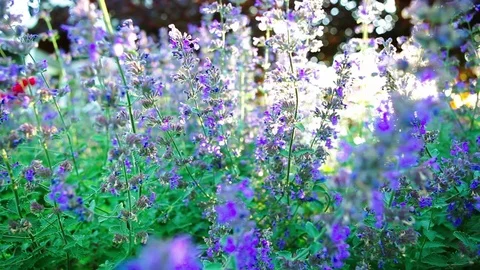 Pan and track through catmint in bloom with bees and the sun setting in the bg Video stock 76514135