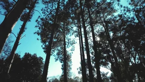 Pan up and walk through very tall pine trees in winter Stock Footage 247717569