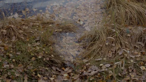 Pan up and zoom out of a view on water level on a shore of Lake Achray, Scotland Vídeo Stock 99936488