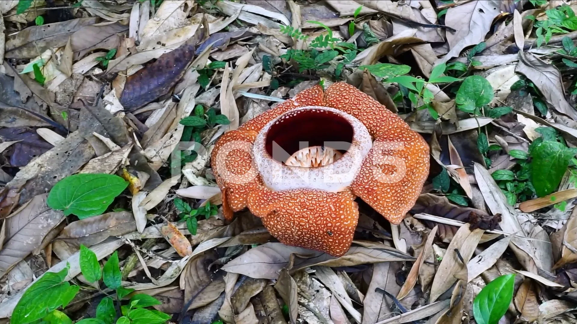 Pan and zoom of Rafflesia Keithii flower | Stock Video | Pond5