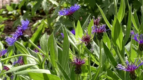Pan: Ant crawling on cornflowers, bees landing and taking off Stock Footage 76769796