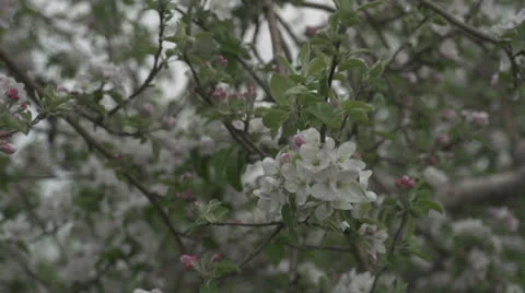 Pan of Apple Blossoms Stockbeeldmateriaal 24094327