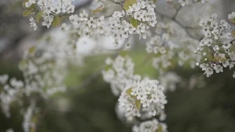 Pan up apple blossoms Stock Footage 131263600