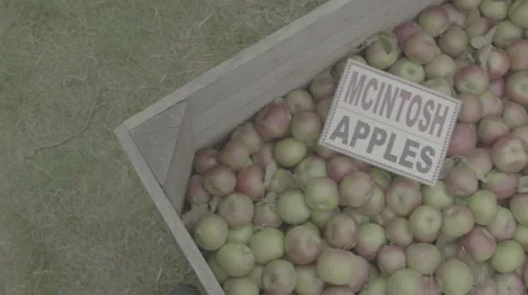 Pan Apples With Mcintosh Sign Stock Footage 58603003