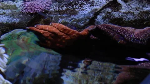 A Pan of aquarium pool containing exotic sealife and reefs Video stock 155396396