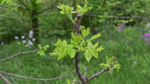 Pan around budding black walnut tree Stock Footage 309293056