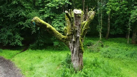 Pan around isolated tree that has been trimmed down Stock Footage 134716445