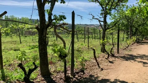 Pan around an orchard with a dirt path Stock Footage 107278059