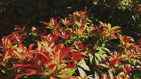 Pan around the Pieris Forest Flame plant in the spring. Stock Footage 96190424