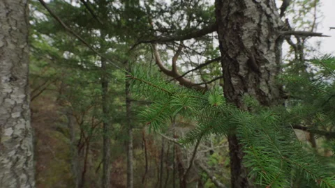 Pan around pine branch in forest in British Columbia Canada in summer Stock Footage 296915052