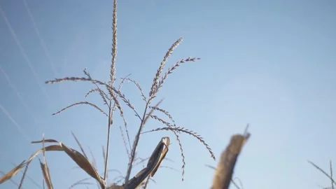 Pan Around Slow Motion Harvest Corn At Sunrise Stock Footage 205954807