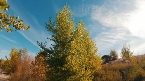 Pan around trees changing color in fall Stock Footage 289575565