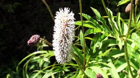 Pan around the white flower  Stock Footage 150197255