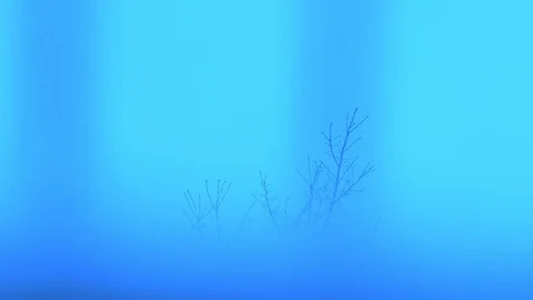 Pan: Artistic version of leafless winter trees (tree crowns), turquois and blue Stock Footage 99875267