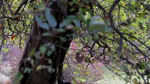 Pan of Autum Leaves Tree Stock Footage 19391341