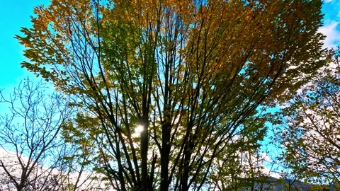 Pan up of a autumn colored tree with sun Stock Footage 320318878
