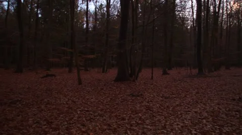 Pan in the autumn forest Stock Footage 44433403