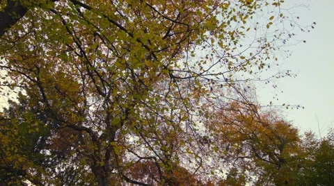 A pan in the autumn forest Stock Footage 45036654