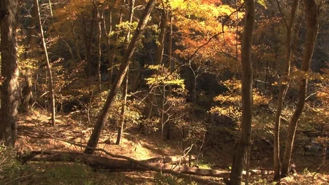 Pan of autumn forest Stock Footage 74093133