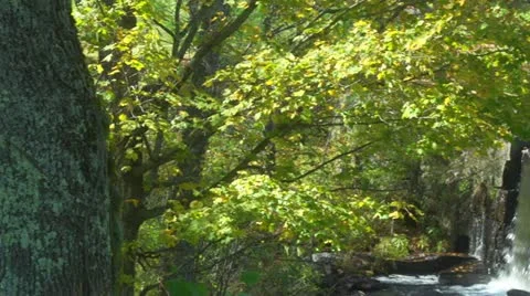 Pan from Autumn Trees to Waterfall Stock Footage 12321945