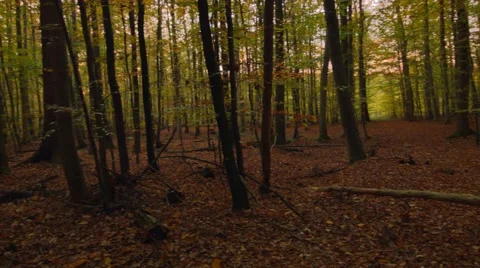A pan in the autumn woods Stock-Footage 45121344