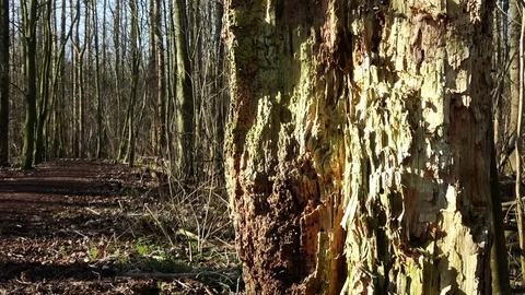 Pan away from a tree stump Stock Footage 126721729