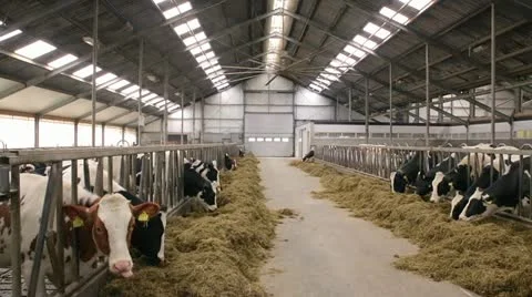 Pan of barn with cows Stock Footage 22214655