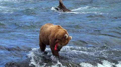 Pan from A Bear on Falls Eating A Salmon to Bear in Background Carrying a Fish Stock Footage 51162221