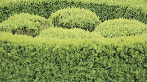 Pan up of beautiful garden Stock Footage 38848367