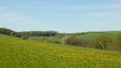 Pan: beautiful landscape with trees, meadows, fields, dandelions, spring day Stock Footage 128503735