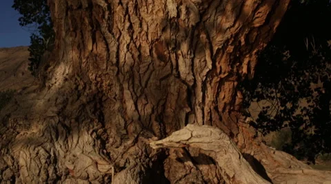 PAN UP BEAUTIFUL LARGE OLD TREE WITH GOLDEN LIGHT AND SHADOWS Stock Footage 52077817