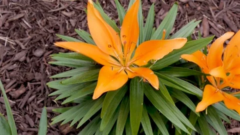 Pan of beautiful lilies Stock Footage 83247882