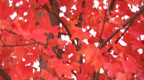Pan up into beautiful red autumn tree Stock Footage 56435644