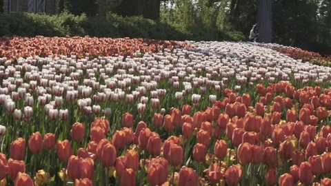 Pan of a bed of tulips Stock Footage 76449061