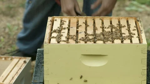 Pan of Bee Hives Stock Footage 91040745