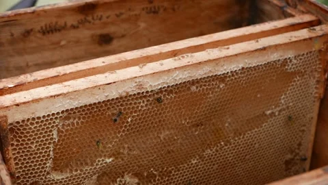 Pan from beehive to wax frame on hands of beekeeper Stock Footage 137737160