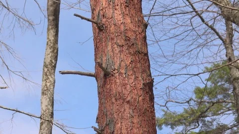 Pan of beetle infested pine tree Stock Footage 74608687