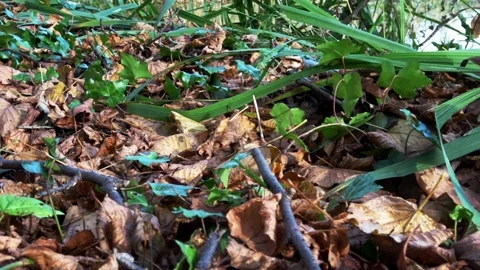 Pan between the fly agarics  Stock Footage 168558675