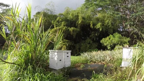 Pan between Sunset and Beehives - 4K Stock Footage