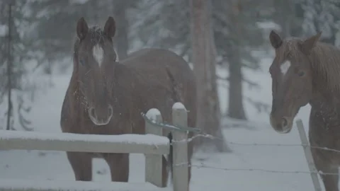Pan Between Two Brown Horses Stock Footage 154054470