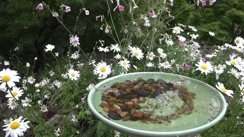 Pan from bird bath to ox eye daisies Stock Footage 84373473