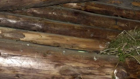 Pan: Bird nest inside a small hut built from log timber Stock Footage 76793635