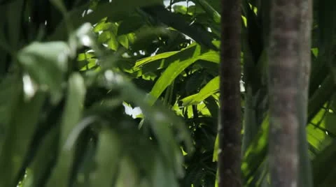 Pan to bird nest on tree top Stock Footage 12118003