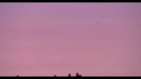 Pan of Birds at sunset over treetops Cinema 4K Video stock 94400295