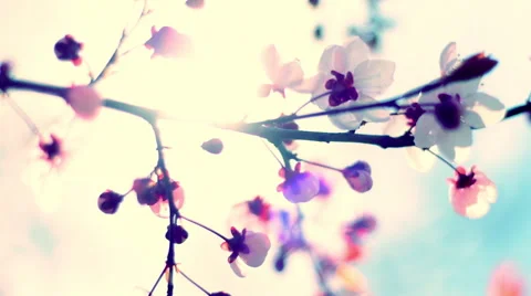 Pan of blooming pink cherry branch on the wind with lens flare at sunset Vídeos de archivo 60094064