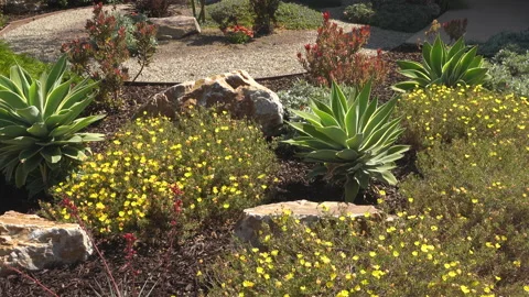 Pan of blooming xeriscape Vidéo 197492160
