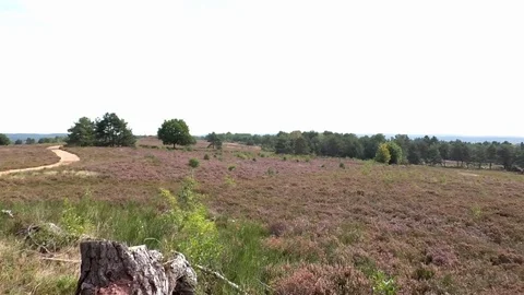 Pan: Blossoming heathland surrounded by forests, trees in between heather, heath Stock Footage 79830870
