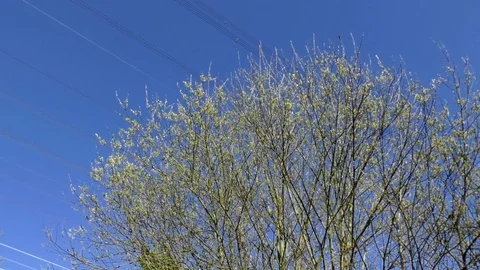 Pan: Blossoming tree crowns in spring, power poles with power lines. Blue sky. Stock Footage 76768437