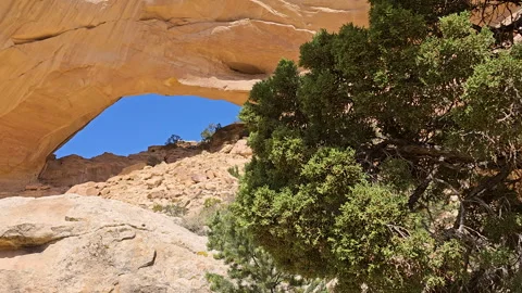 Pan-Blowing juniper tree to blue sky under sandstone arch Stock Footage 243841854