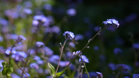 Pan from Blue forget-Me-Nots to Yellow Cowslips in small garden Video stock 242850118